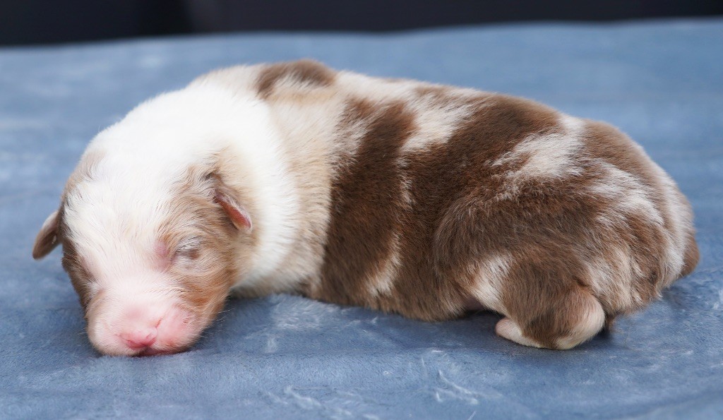 du glacier des pandas - Chiot disponible  - Berger Australien