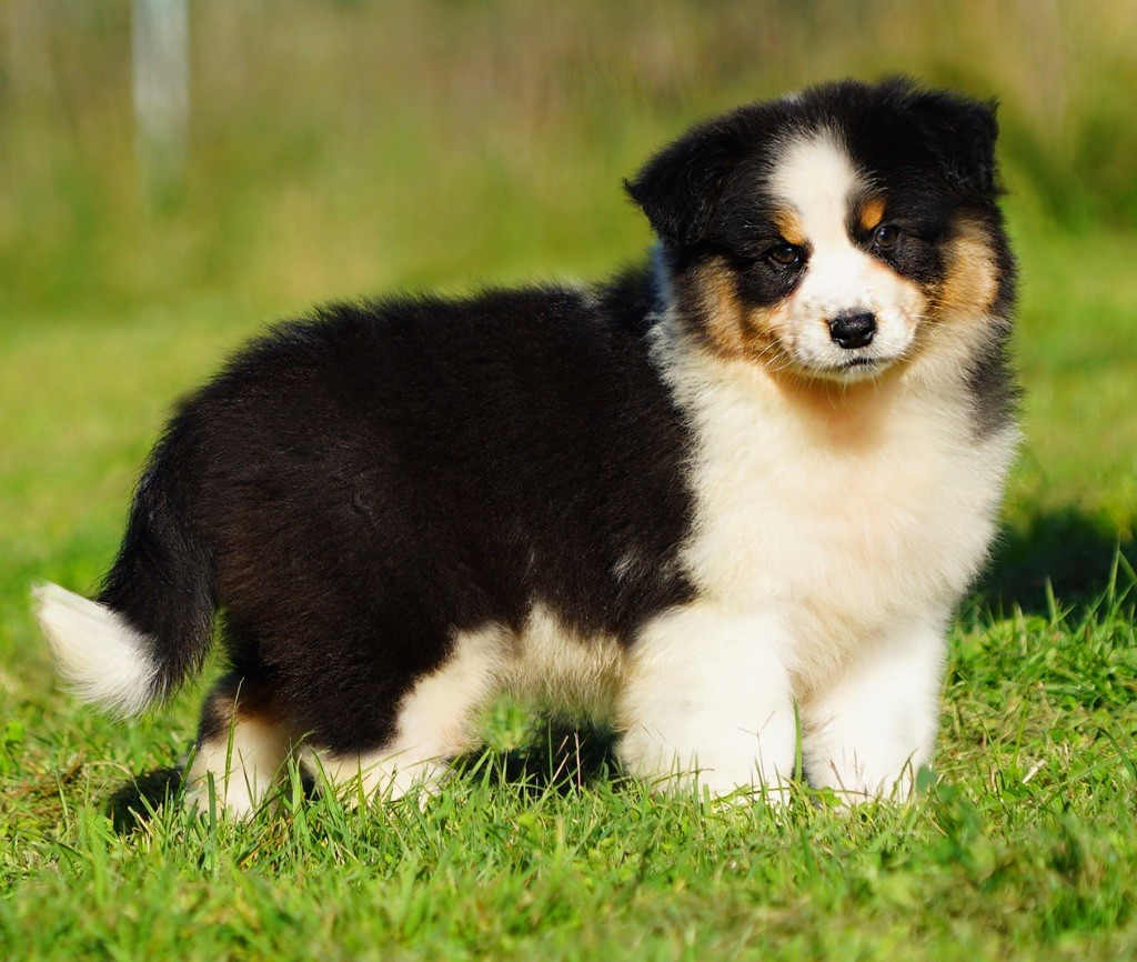 chiot Berger Australien du glacier des pandas