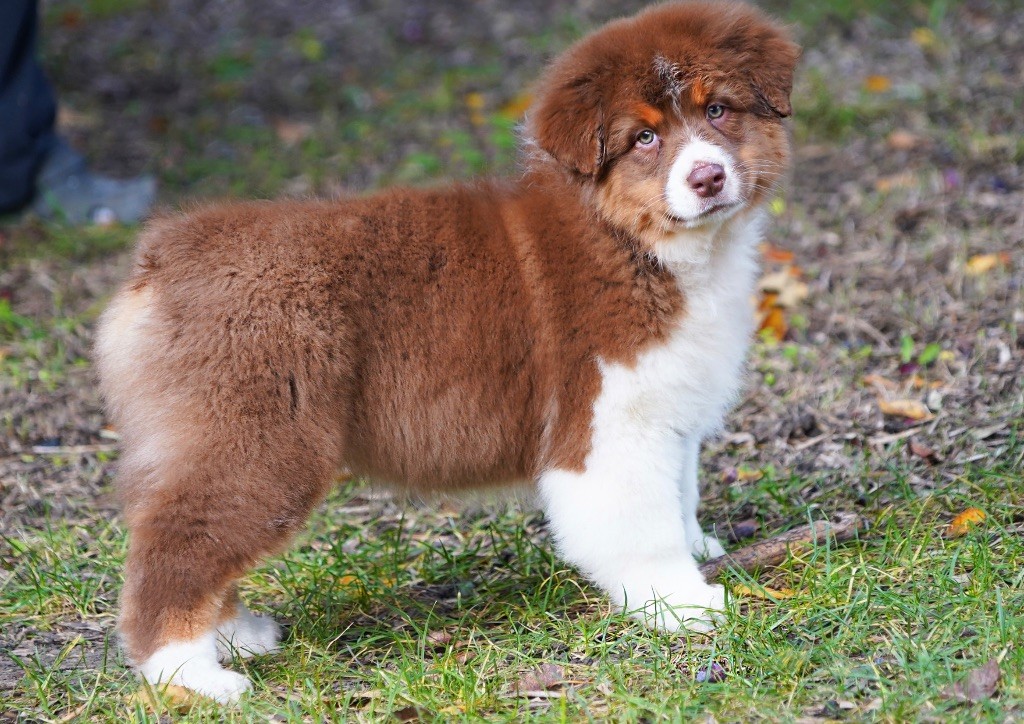 chiot Berger Australien du glacier des pandas