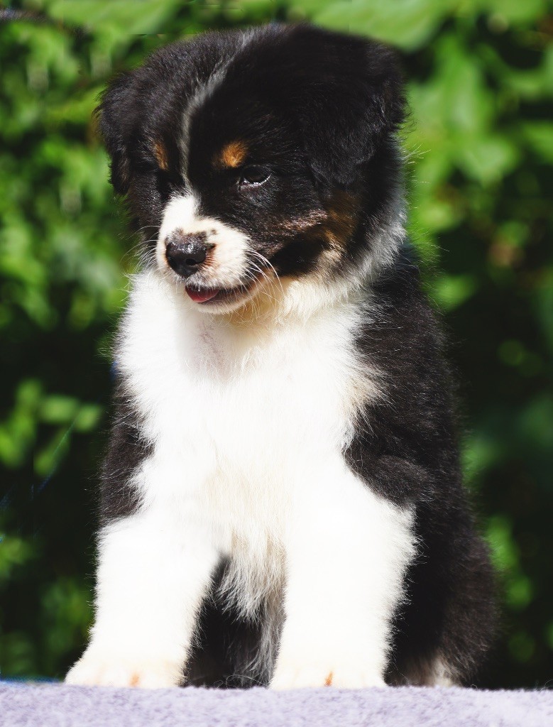 chiot Berger Australien du glacier des pandas