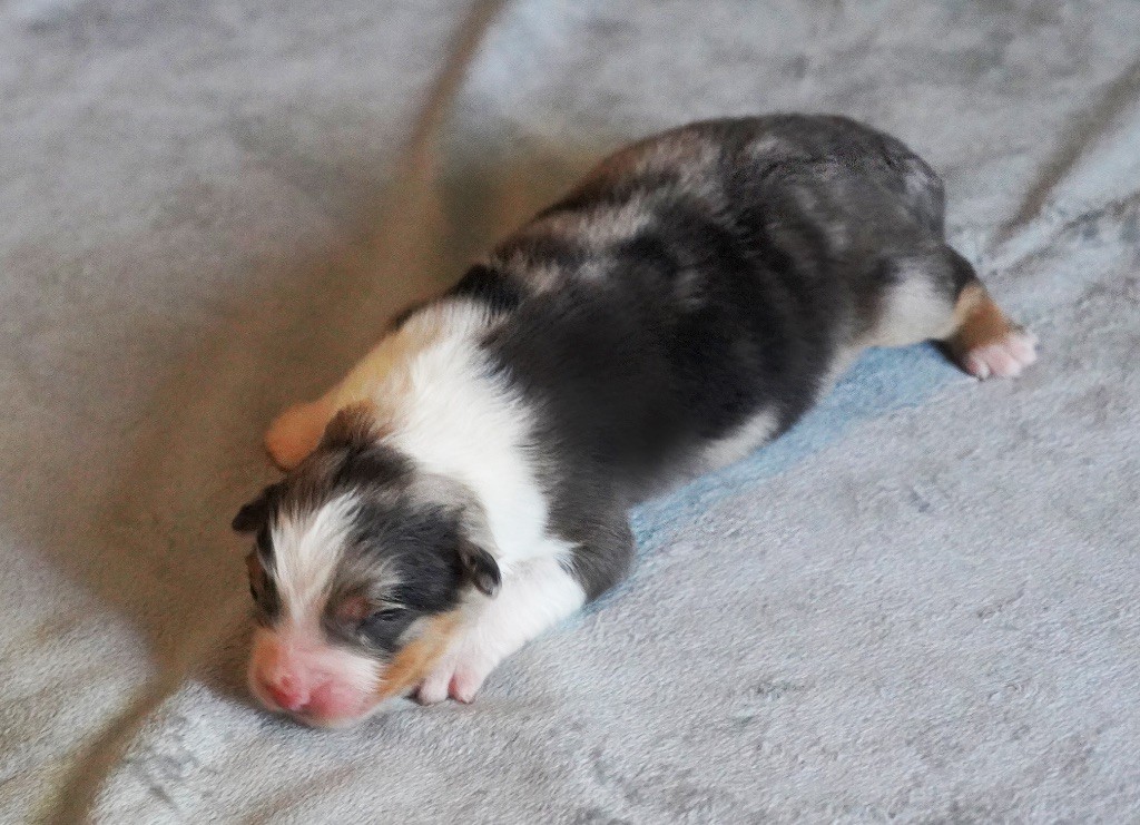 chiot Berger Australien du glacier des pandas