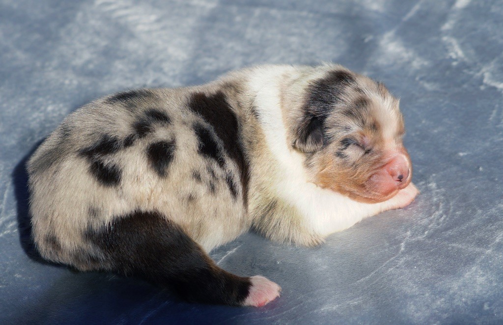 chiot Berger Australien du glacier des pandas