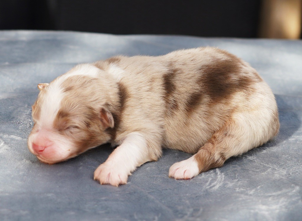 du glacier des pandas - Chiot disponible  - Berger Australien