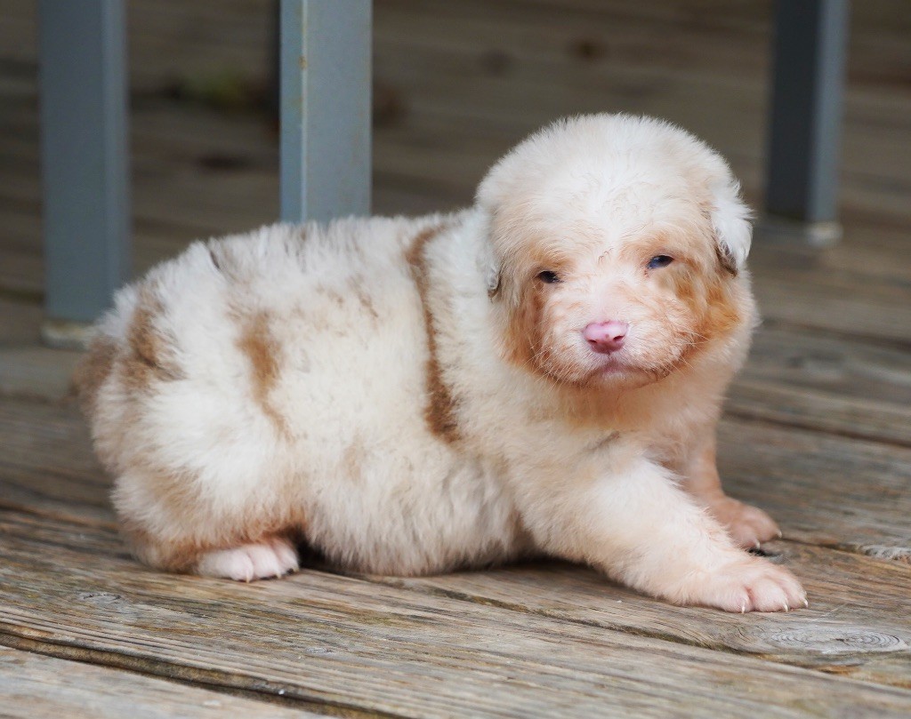 du glacier des pandas - Chiot disponible  - Berger Australien