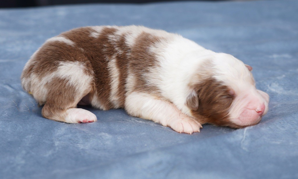 chiot Berger Australien du glacier des pandas