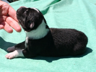 du glacier des pandas - le chiot de Ice est là !
