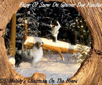 du glacier des pandas - Des chiots pour Mars !!