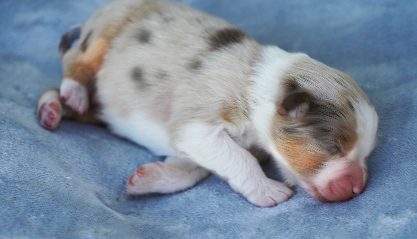 du glacier des pandas - Chiots disponibles - Berger Australien