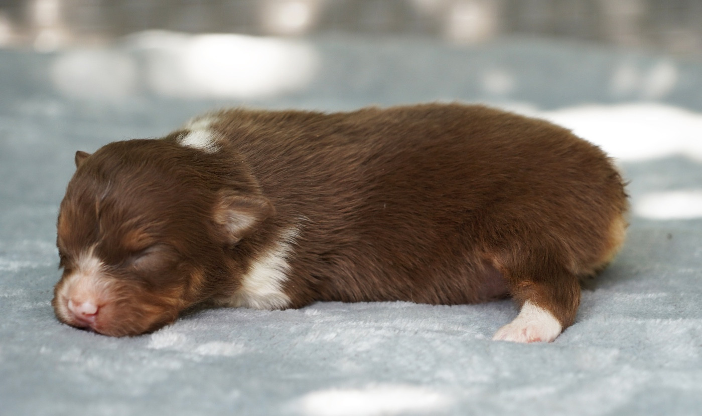 du glacier des pandas - Chiots disponibles - Berger Australien