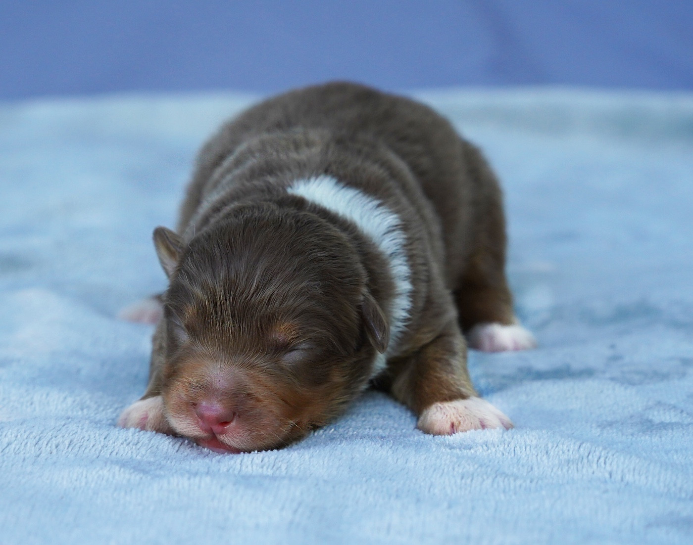 du glacier des pandas - Chiots disponibles - Berger Australien