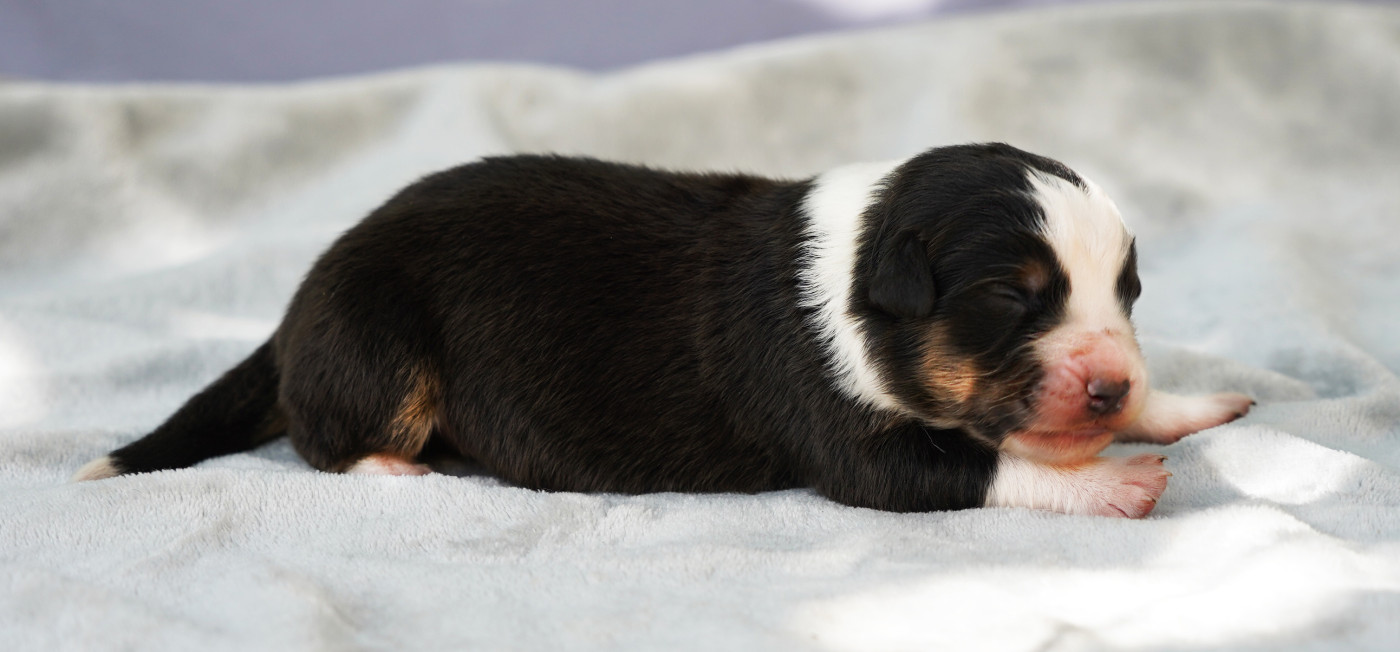 Chiot Berger Australien du glacier des pandas