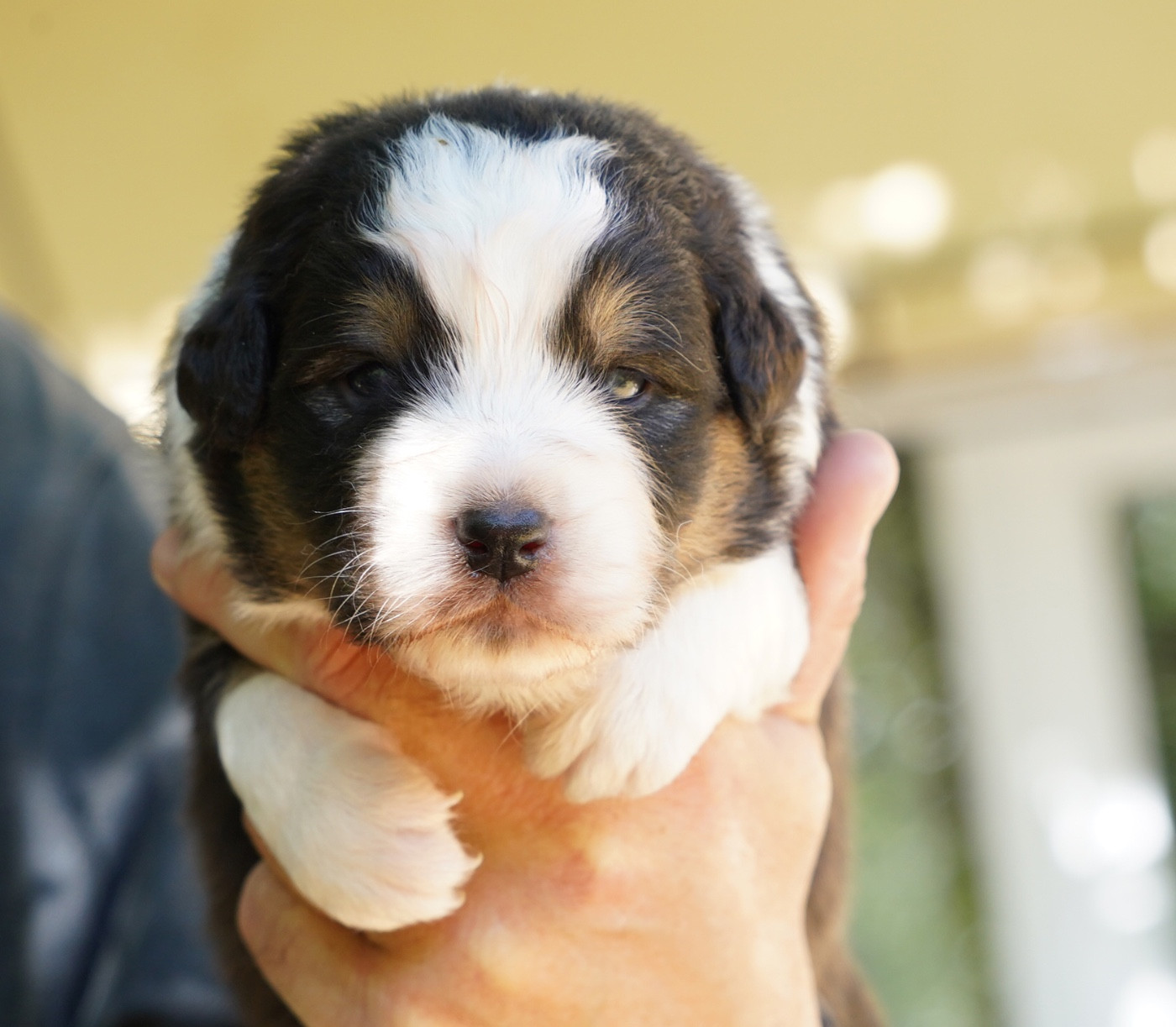 du glacier des pandas - Chiots disponibles - Berger Australien