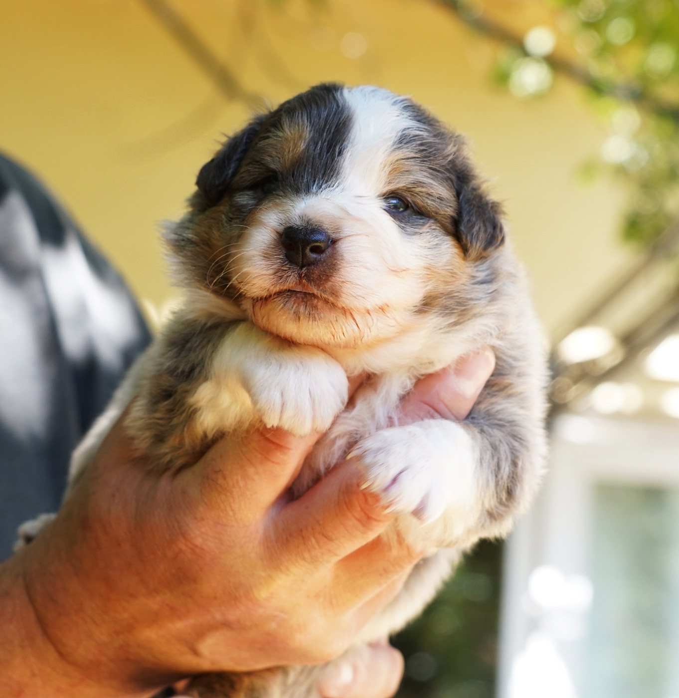 du glacier des pandas - Chiots disponibles - Berger Australien