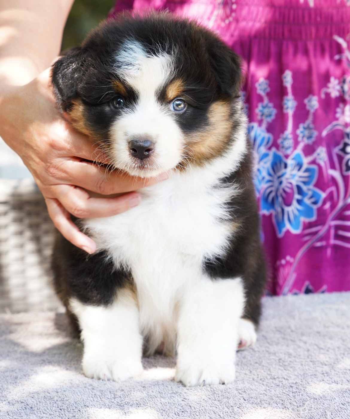 du glacier des pandas - Chiots disponibles - Berger Australien