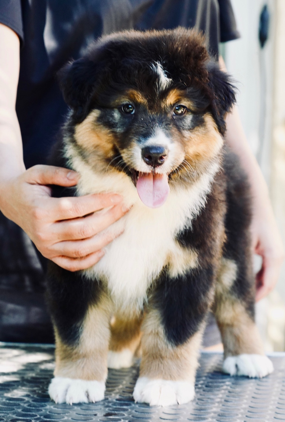 du glacier des pandas - Chiots disponibles - Berger Australien