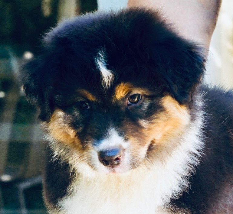 Chiot Berger Australien du glacier des pandas
