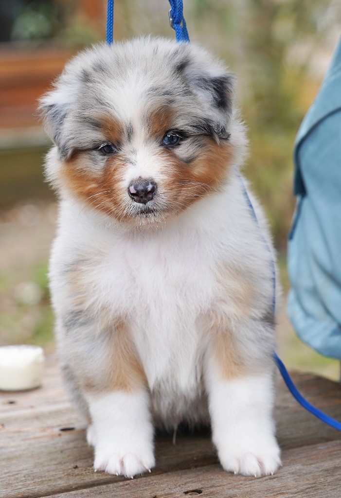 du glacier des pandas - Chiots disponibles - Berger Australien