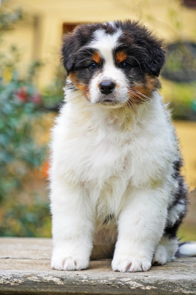 CHIOT 1