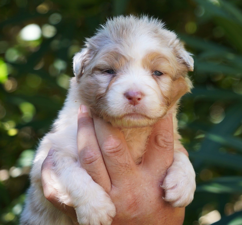 du glacier des pandas - Chiots disponibles - Berger Australien