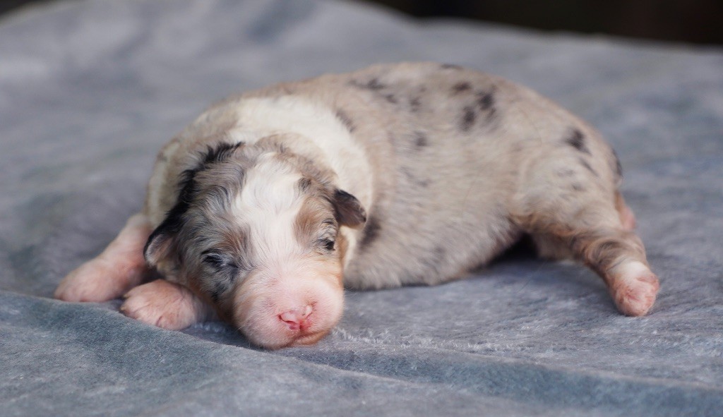 Chiot Berger Australien du glacier des pandas