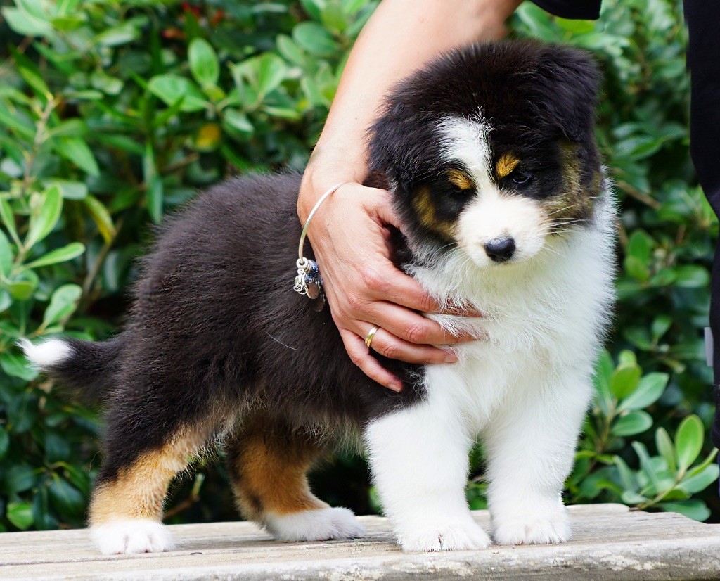 Chiot Berger Australien du glacier des pandas