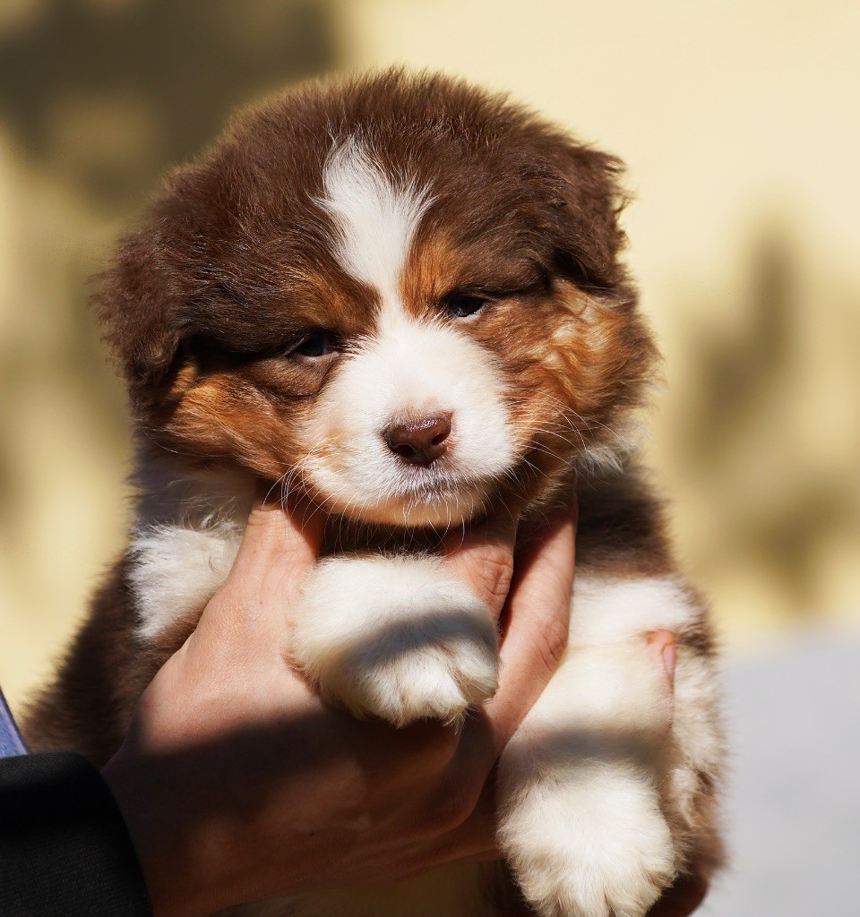 Chiot Berger Australien du glacier des pandas