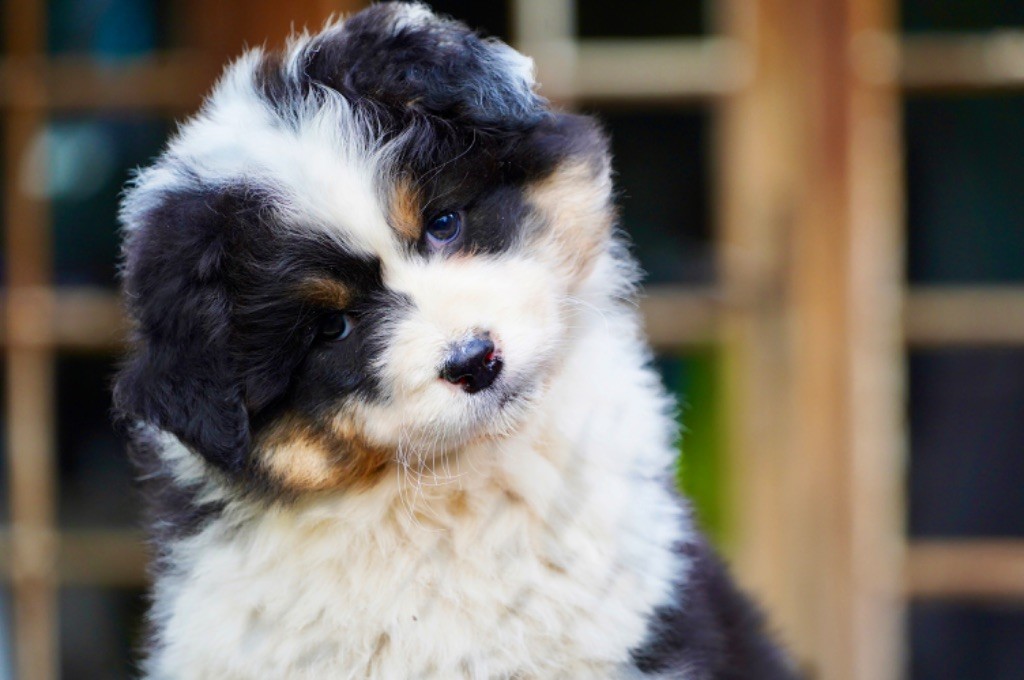 CHIOT 4