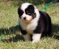 CHIOT