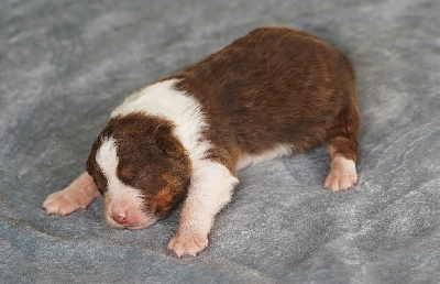 CHIOT 6