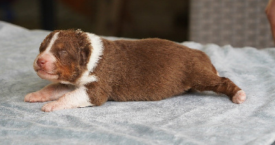 CHIOT 9