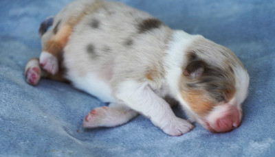 male rouge merle 1