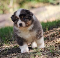 CHIOT
