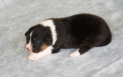 CHIOT 8