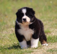 CHIOT
