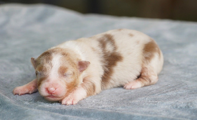 CHIOT 7