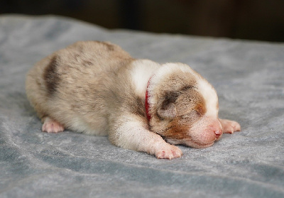 CHIOT 4