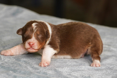 CHIOT 1