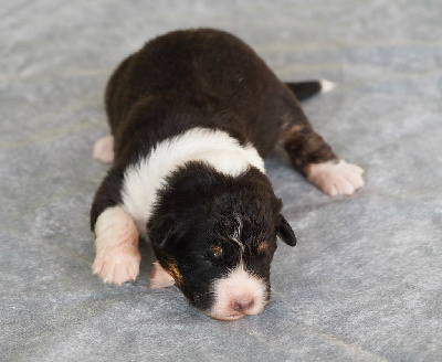 CHIOT 10