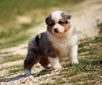 CHIOT