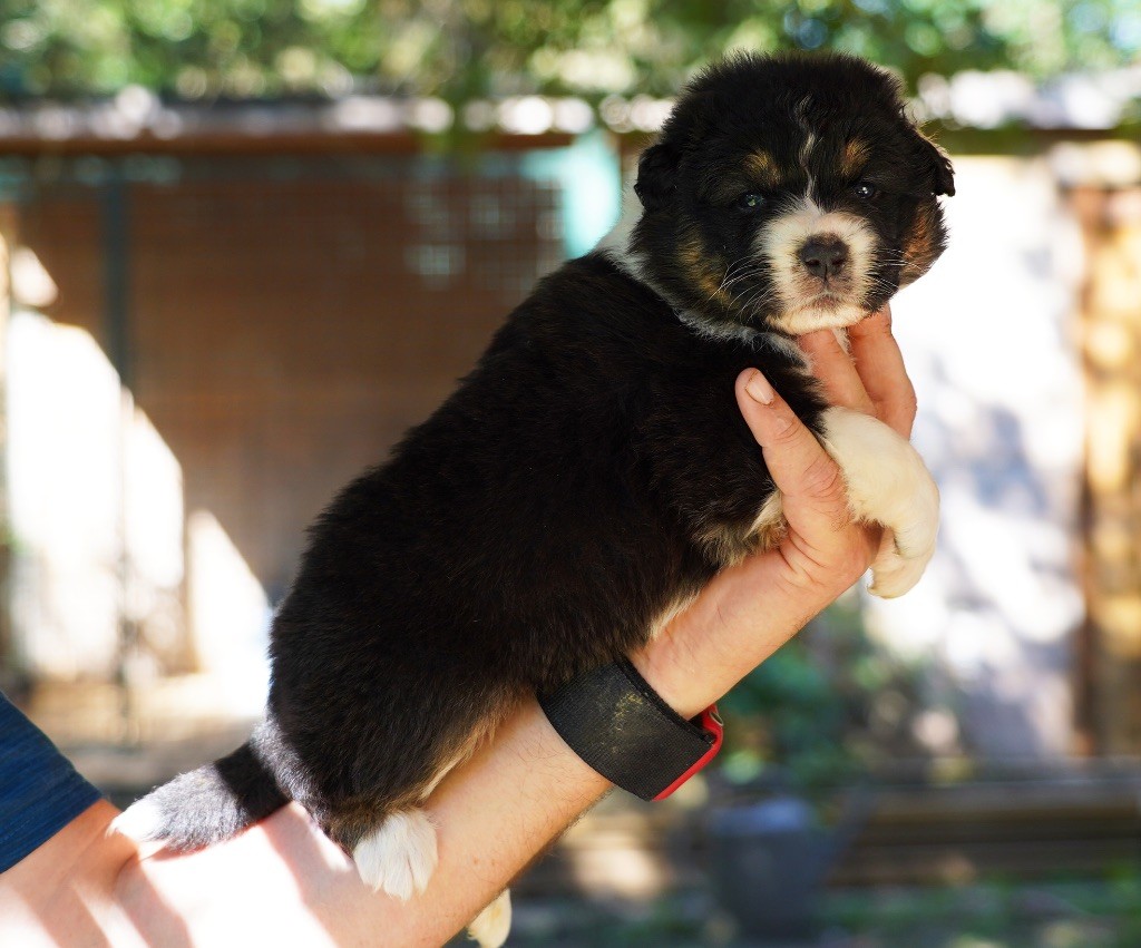 du glacier des pandas - Chiots disponibles - Berger Australien