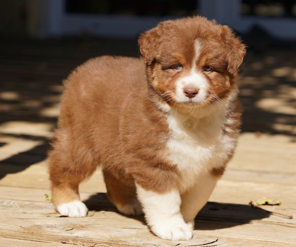 du glacier des pandas - Chiots disponibles - Berger Australien