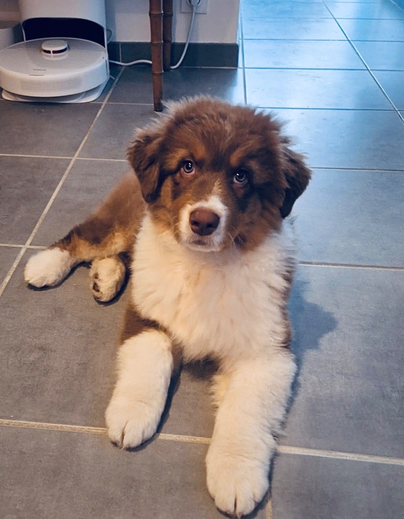 du glacier des pandas - Chiots disponibles - Berger Australien