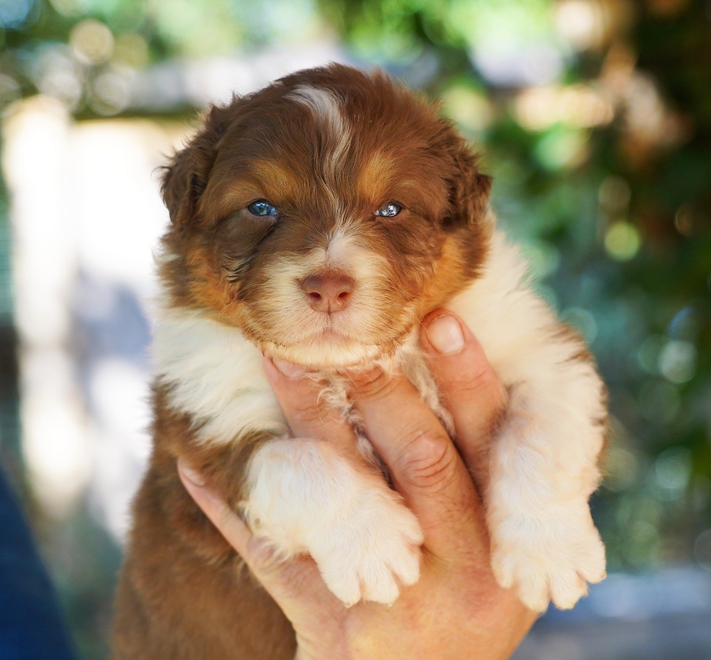 du glacier des pandas - Chiots disponibles - Berger Australien