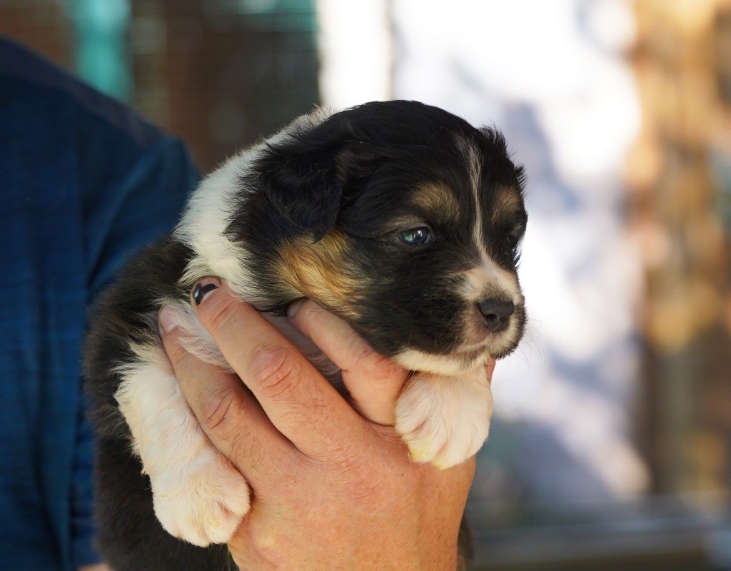 du glacier des pandas - Chiots disponibles - Berger Australien