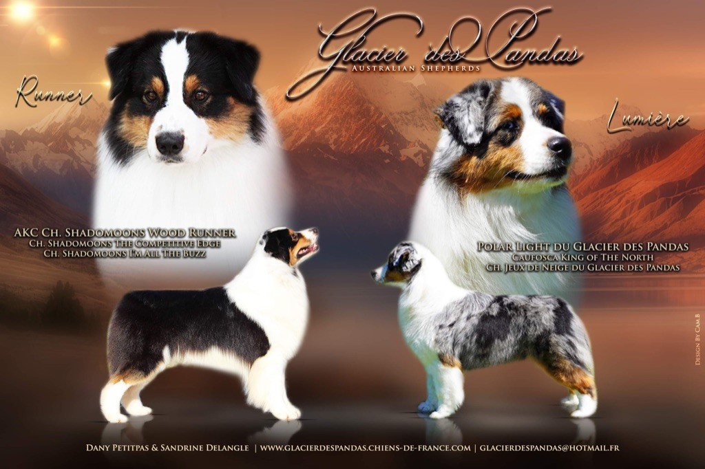 Chiot Berger Australien du glacier des pandas